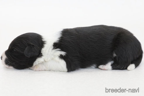 成約済の神奈川県のボーダーコリー-377303の6枚目